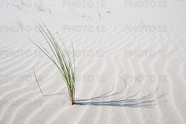 European marram grass