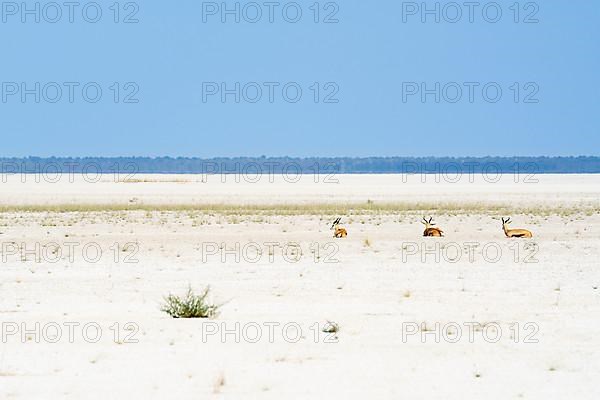 3 Springboks rest on the dried up Etosha Salt Pan. Etosha National Park