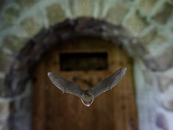 Common pipistrelle