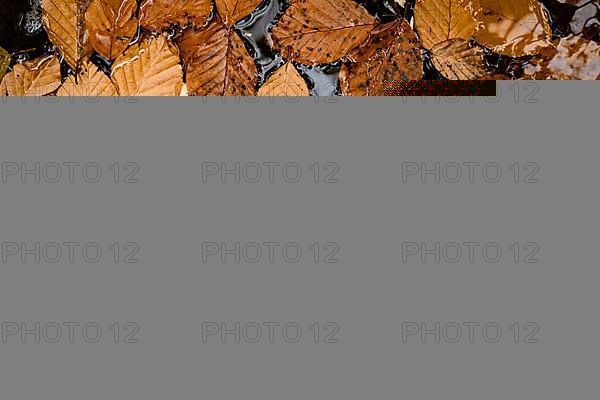 Leaves in a puddle in autumn