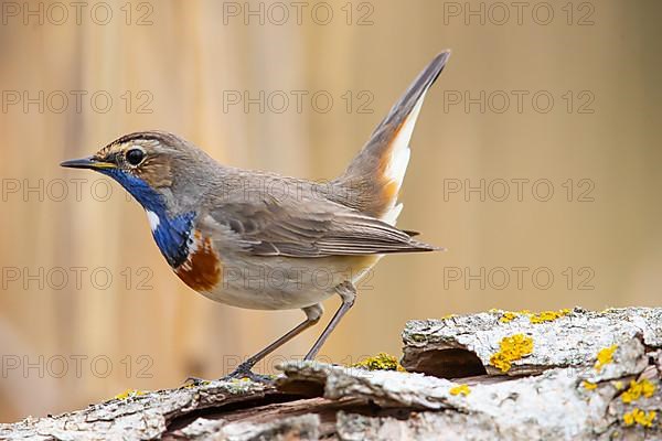 White-spotted bluethroat