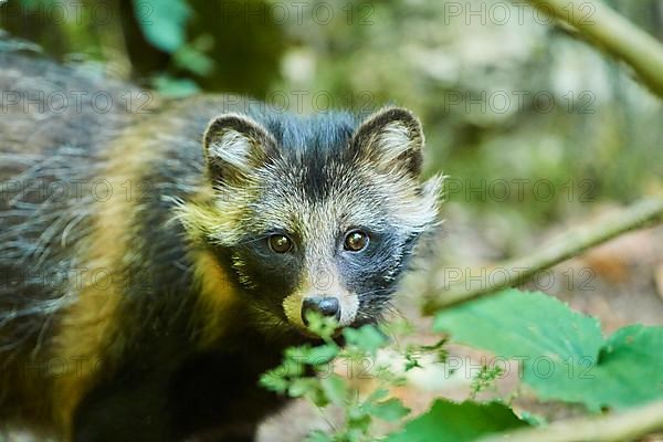 Common raccoon dog