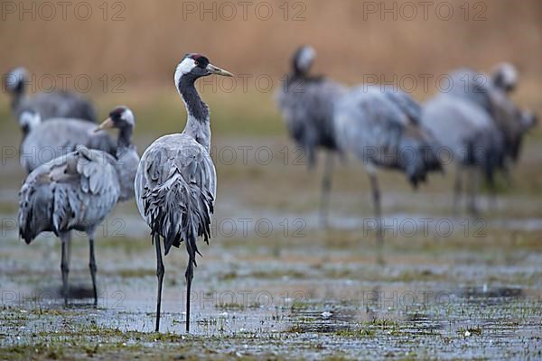 Common crane