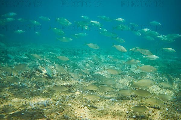 Salema porgy