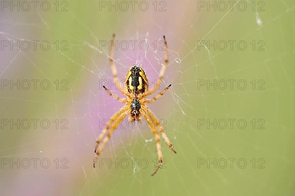 Western spotted orbweaver