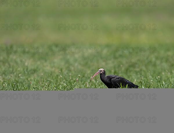 Rare northern bald ibis