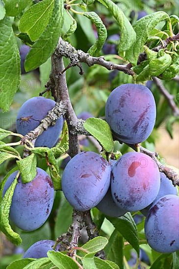 Damson