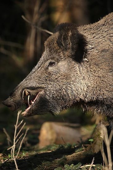 Wild boar