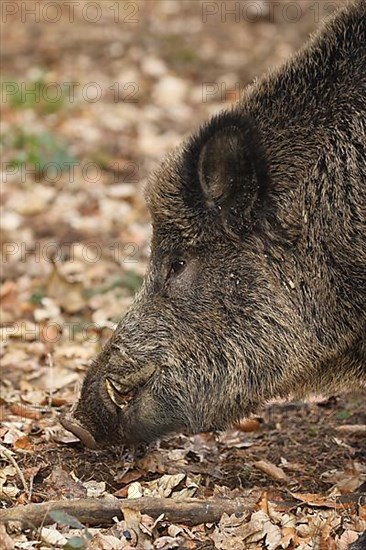 Wild boar