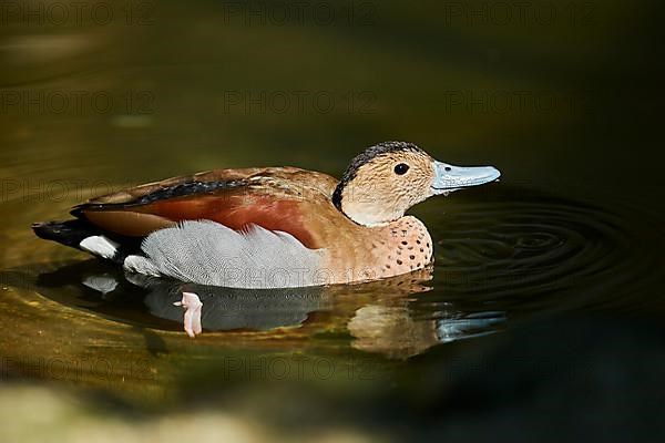 Ringed teal