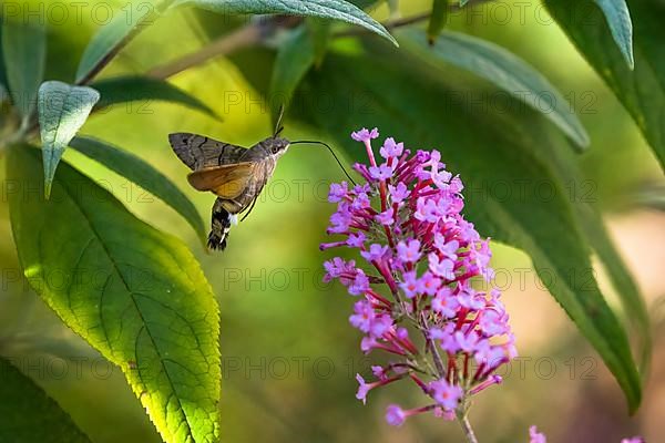 Hummingbird hawk-moth