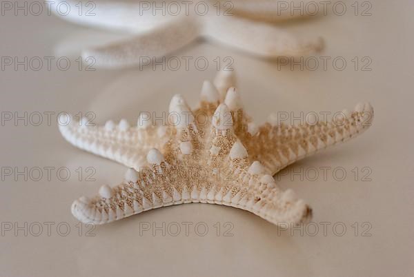 Starfish on a white background