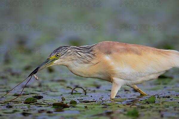 Squacco Heron