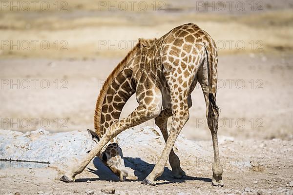 Angolan giraffe