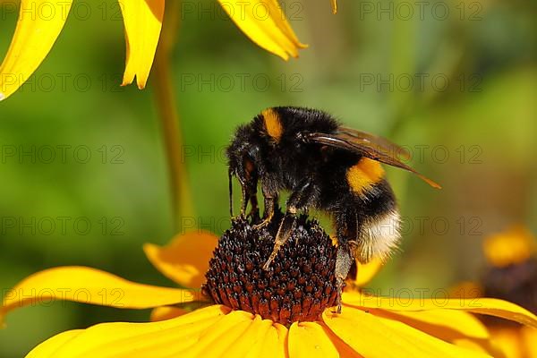 Large earth bumblebee