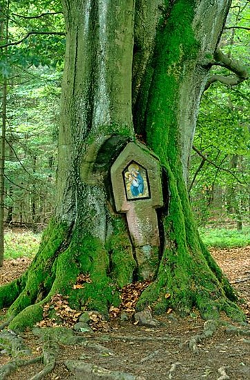 Old tree with wayside shrine