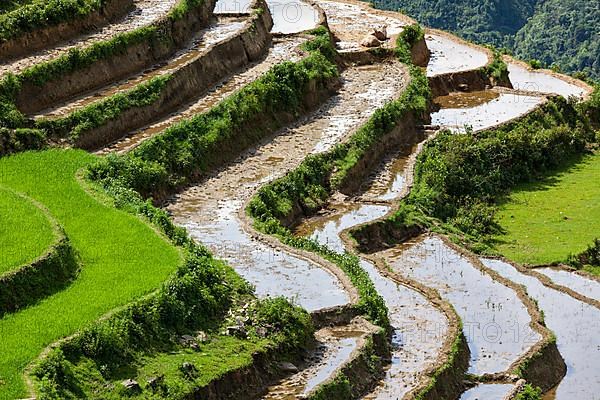 Rice field terraces