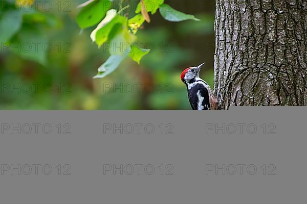 Middle Spotted Woodpecker