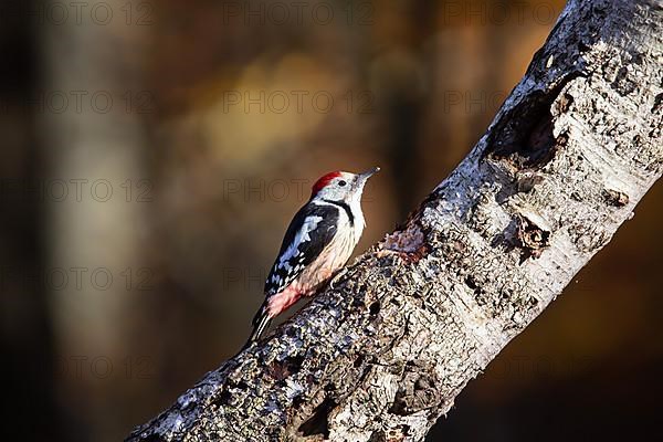 Middle Spotted Woodpecker