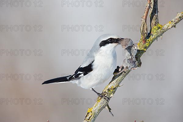 Great Grey Shrike