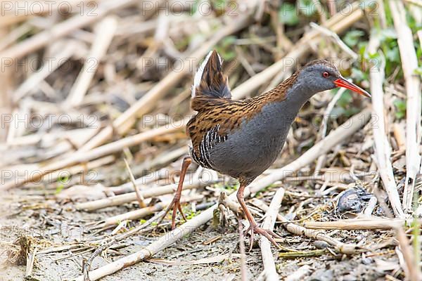 Water Rail