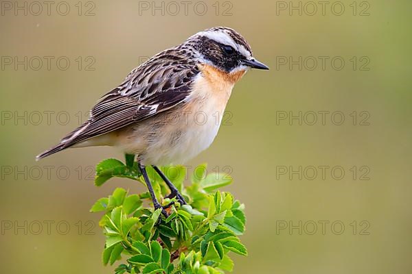 Whinchat