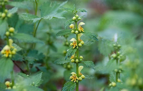 Yellow archangel