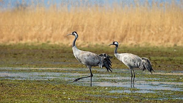 Common crane