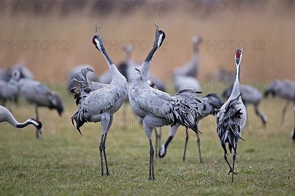 Common crane