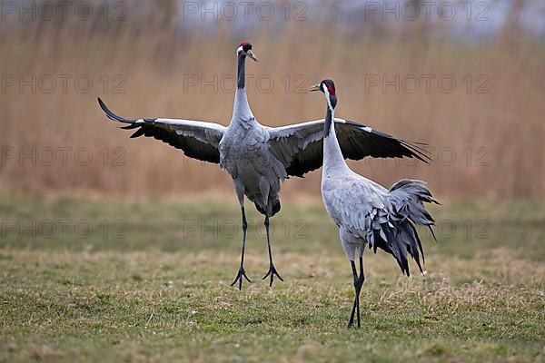 Common crane