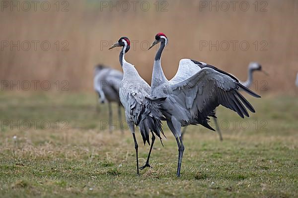 Common crane