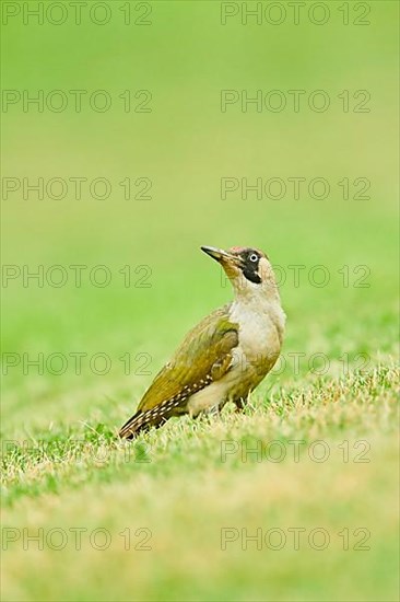 European green woodpecker