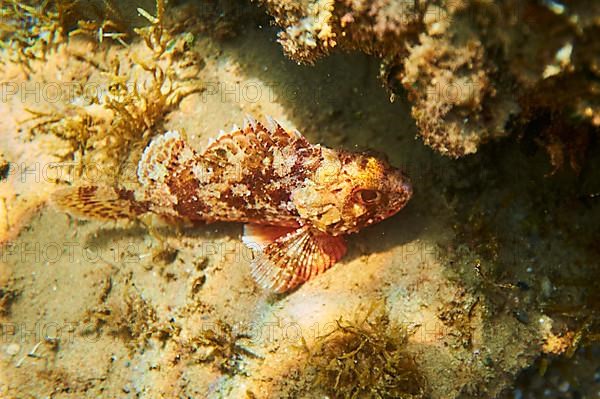 Rred scorpionfish