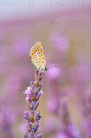 European common blue