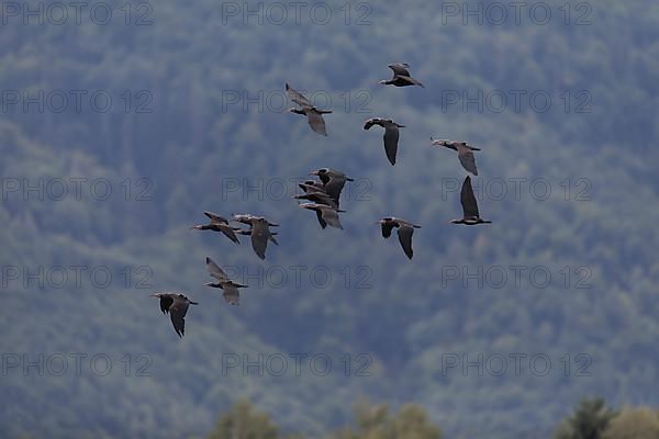 A flock of Steller's Northern Bald Ibis