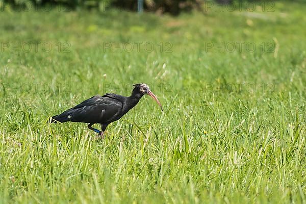 Rare northern bald ibis