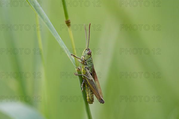 Common pink meadow grasshopper