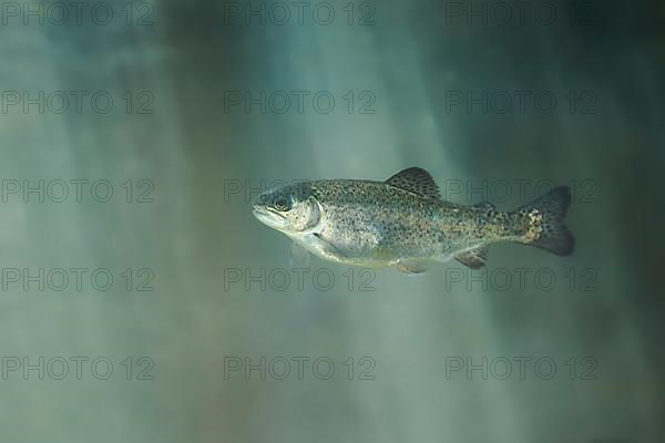 Rainbow trout