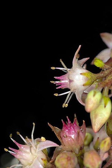 Showy stonecrop