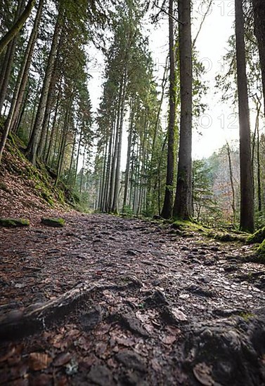 Stony forest path with trees