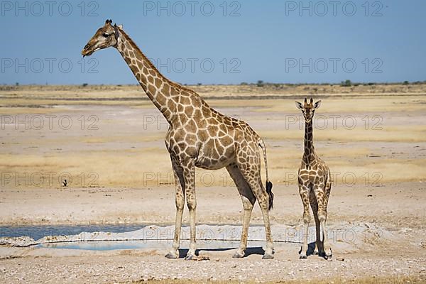 Angolan giraffes