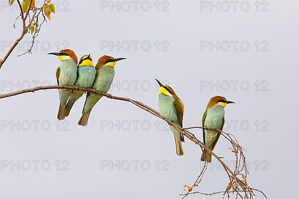 European Bee-eater