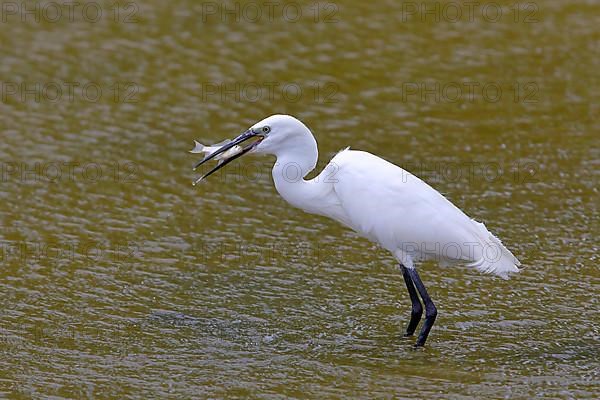 Little Egret