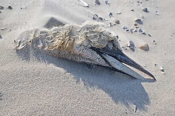 Washed up dead gannet