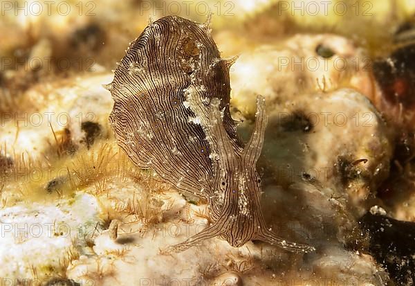 Lined Sea Hare