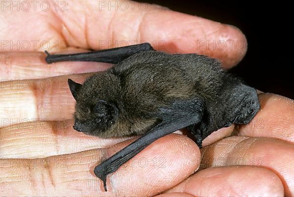 Rough-skinned bat