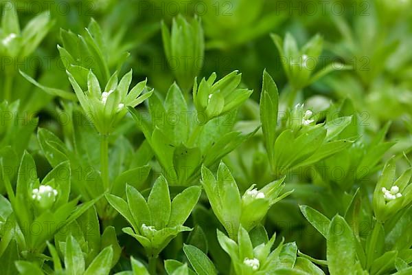 Sweetscented bedstraw