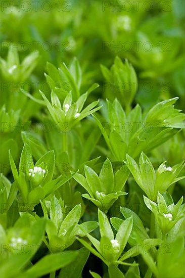 Sweetscented bedstraw