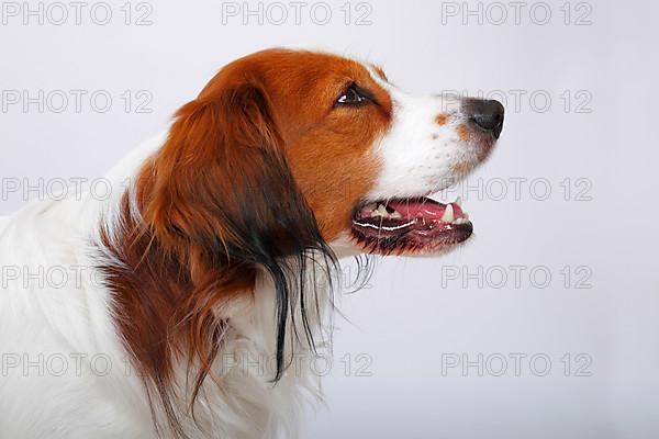 Kooikerhondje