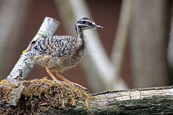 Sunbittern